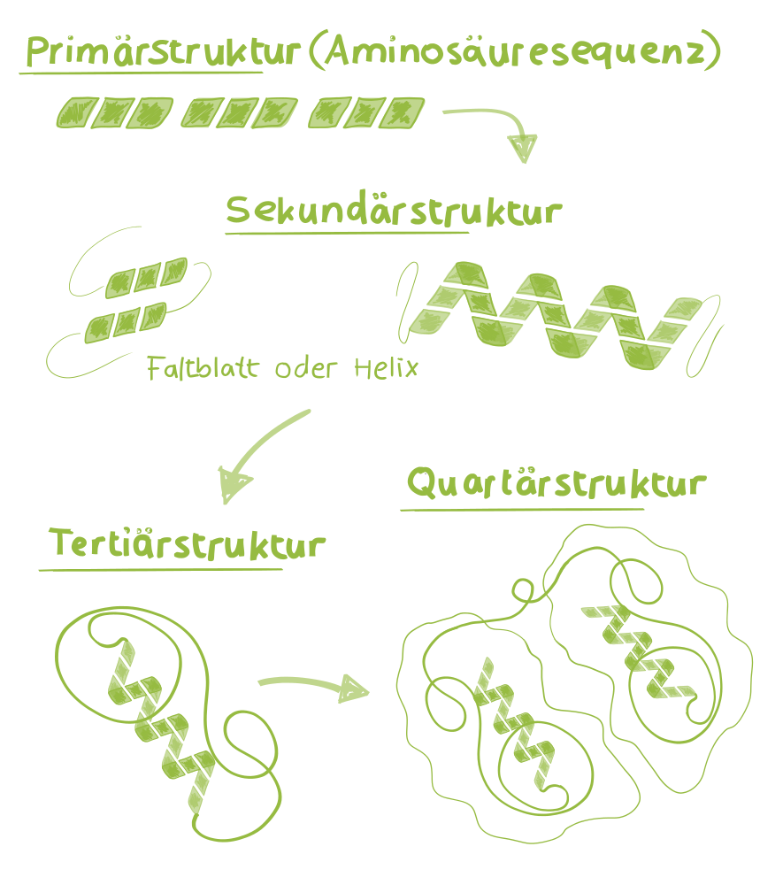 Proteinstruktur