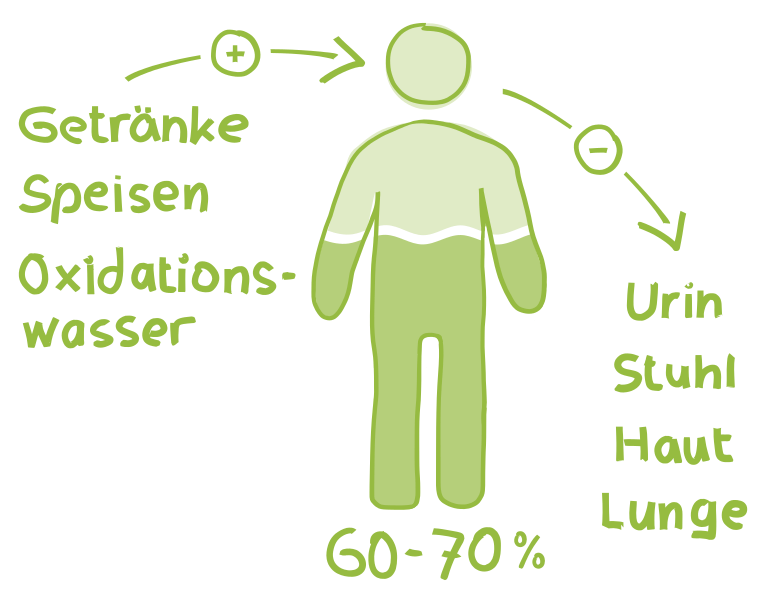 60-bis-70-prozent-körperwasser